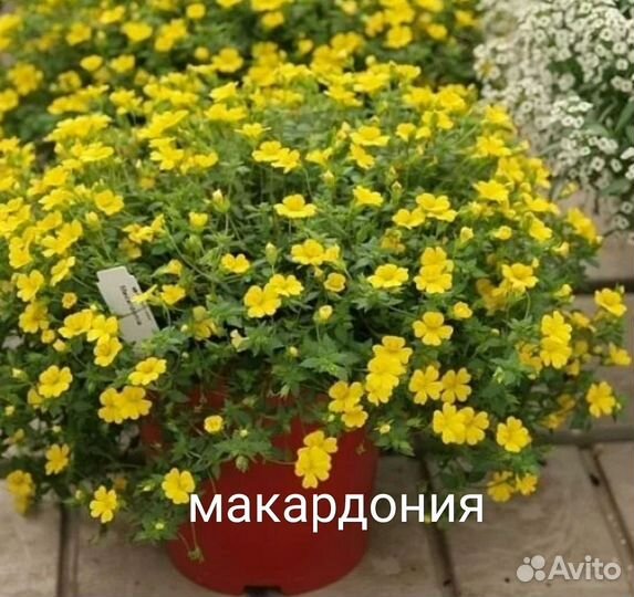 Акалифа, лисий хвост, цветы новинки, редкие сорта