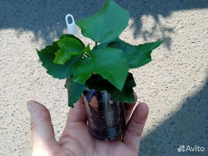 Гибискус комнатный