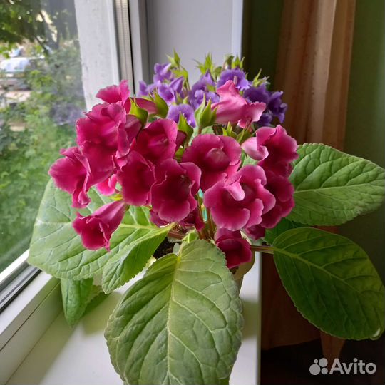 Глоксиния тидея