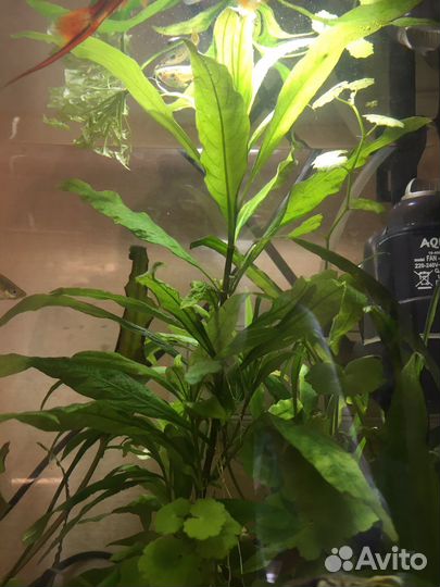 Папоротник, Эхинодорус, Гигрофила, Криптокарина