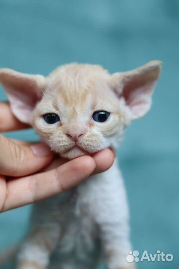 Чудо из чудес котёнок Девон-рекс