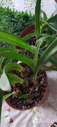 Гиппиаструм