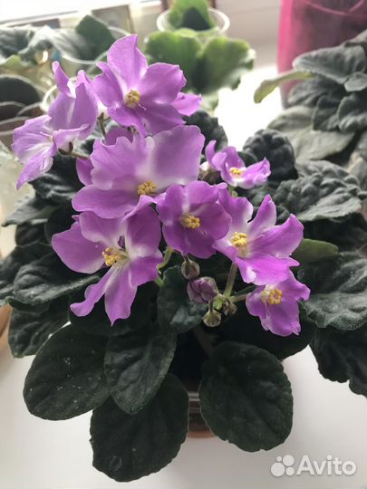 Цветы фиалки