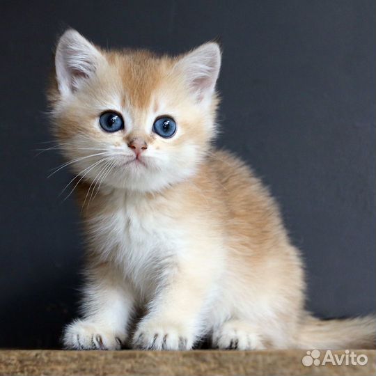 Британские котята от чемпионов породы