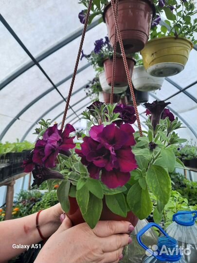 Дендробиум