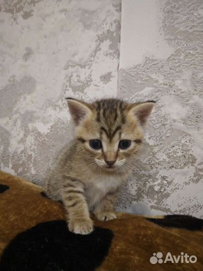 Котята отдам бесплатно,вислоухие