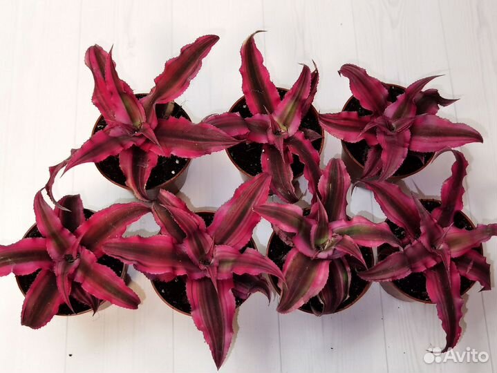 Криптантус рубин стар, комнатные растения