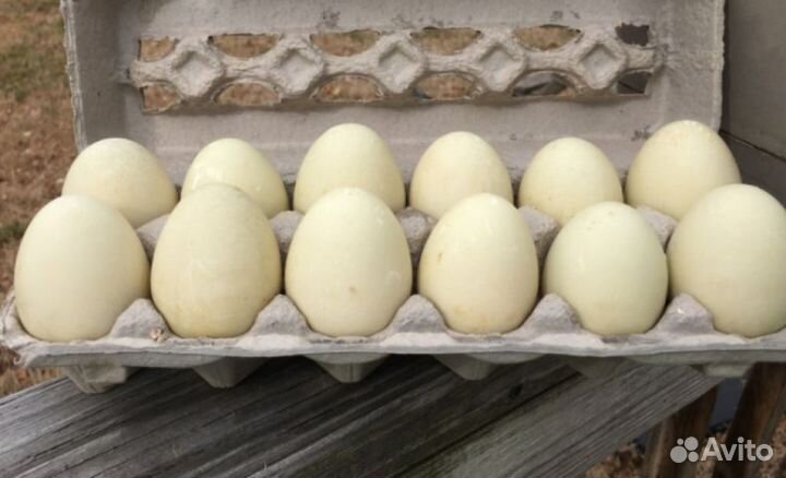 Мускусные утки Селезни Инкубационное яйцо