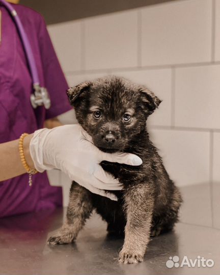 Ветеринарный врач на дом круглосуточно