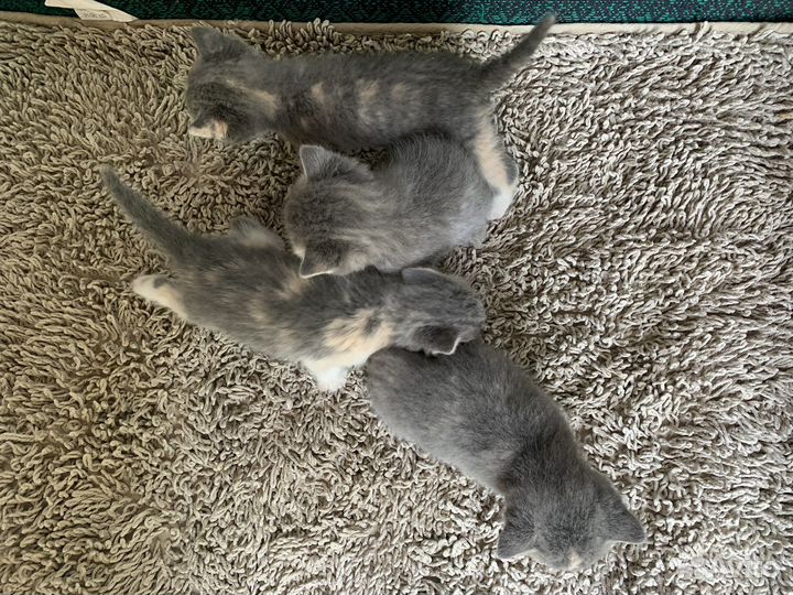 Котята в добрые руки