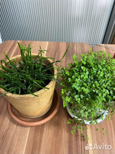 Комнатные домашние растения