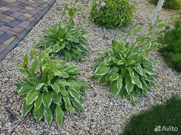 Хоста и бадан