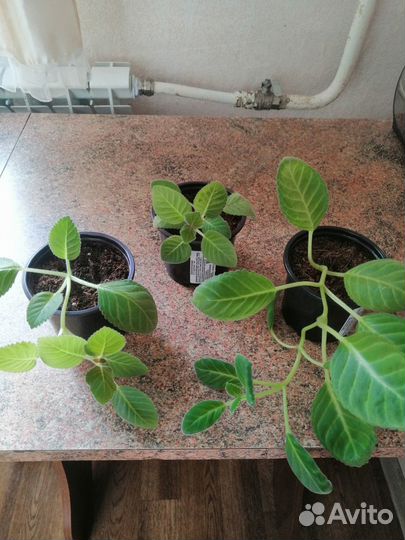 Комнатные растения цветы