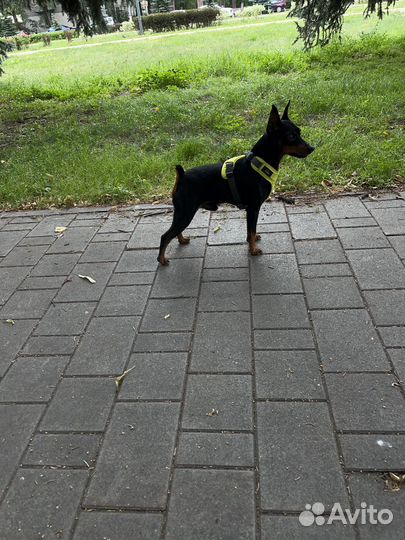 Цвергпинчер вязка