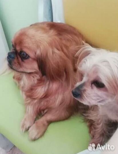 Зоогостиница. Передержка кошек и собак официально