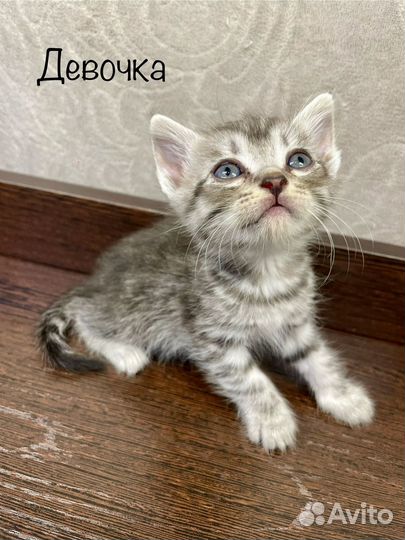 Котики в добрые руки