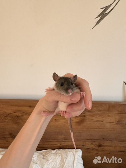 Крысята дамбо