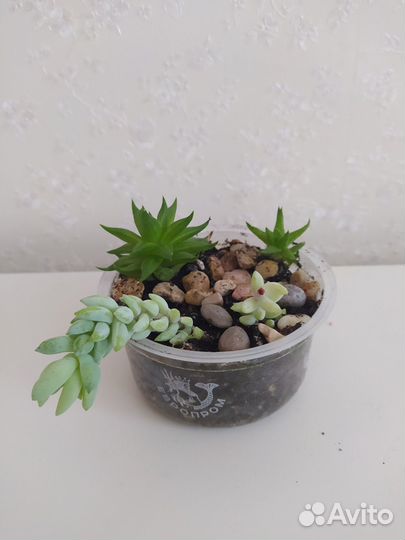 Композиции из суккулентов