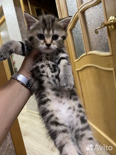 Шотландские вислоухие котята