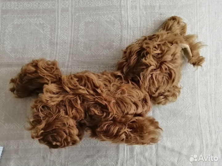 Собака кудрявая СССР