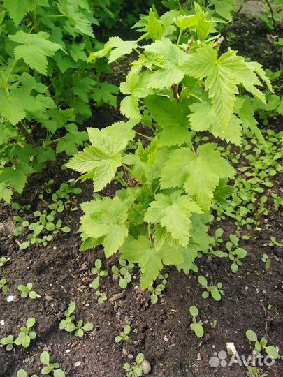 Молодые кусты чёрной смородины