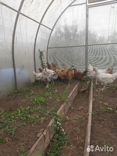 Петухи лакеданзи