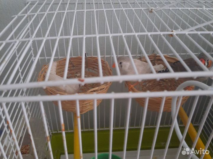 Зебровые амадины