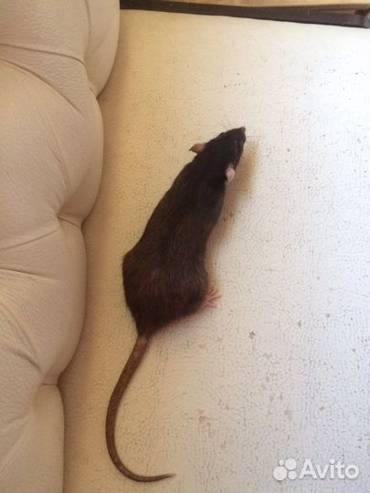 Крысы дамбо разных окрасов