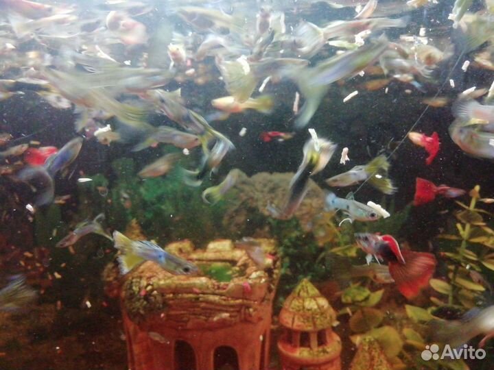 Рыбки гуппи