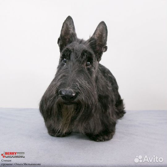 Стрижка собак и кошек, экспресс-линька