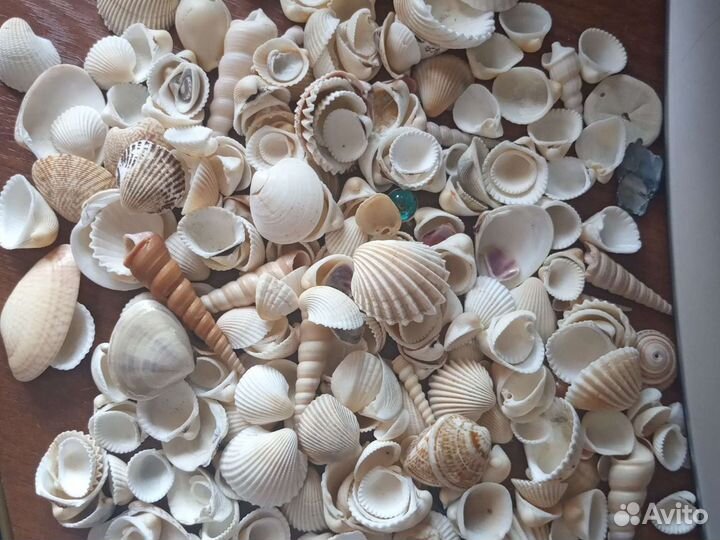 Морские ракушки