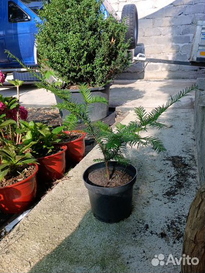 Тис ягодный