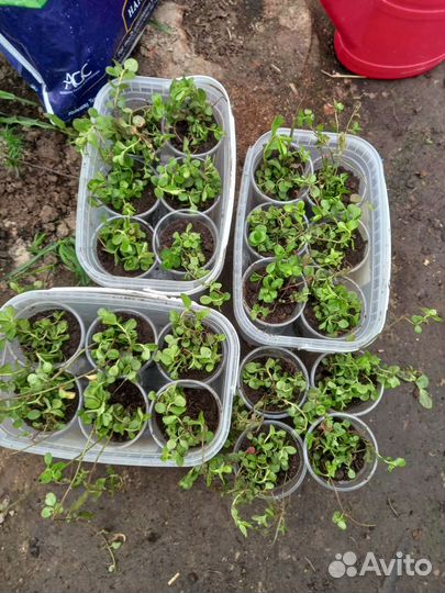 Вербейник монетчатый