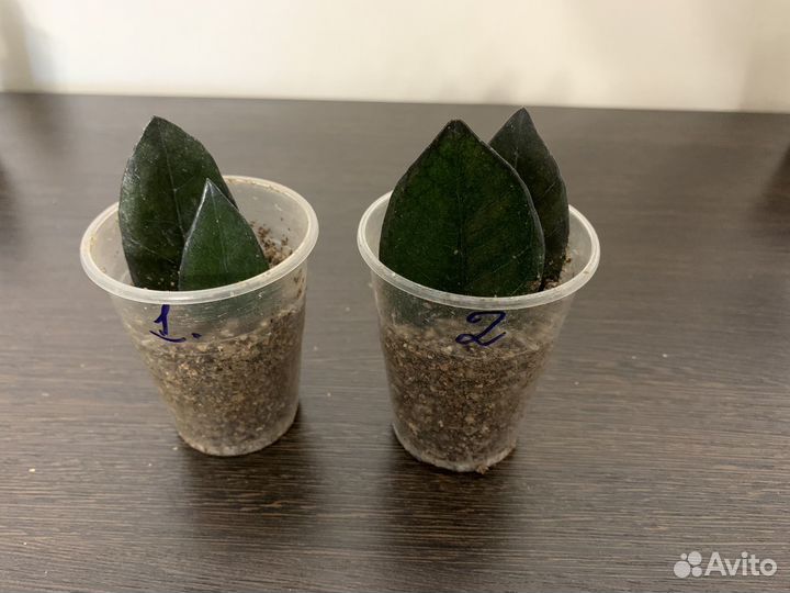 Комнатные цветы - замиокулькас Черный равен