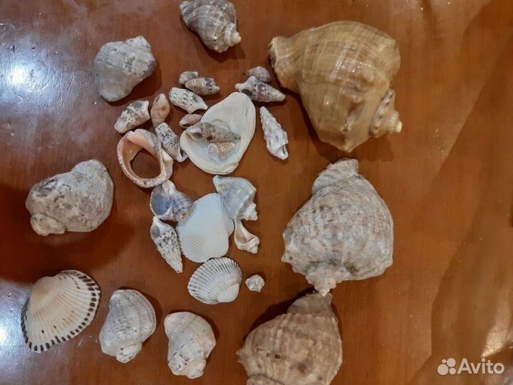 Ракушки для аквариума