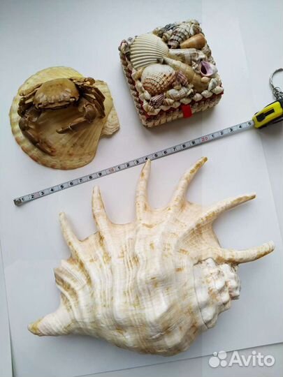 Ракушки разных размеров