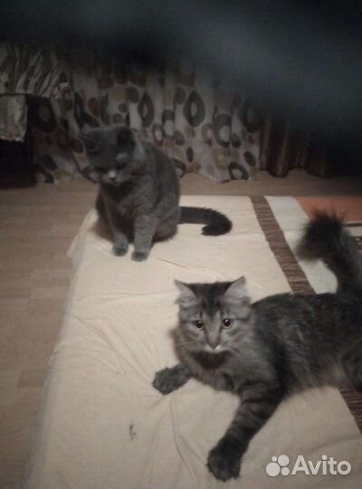 Передержка