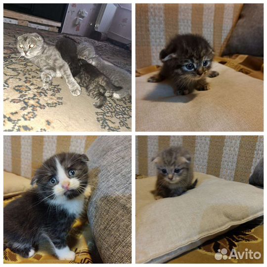 Шотландские вислоухие котята