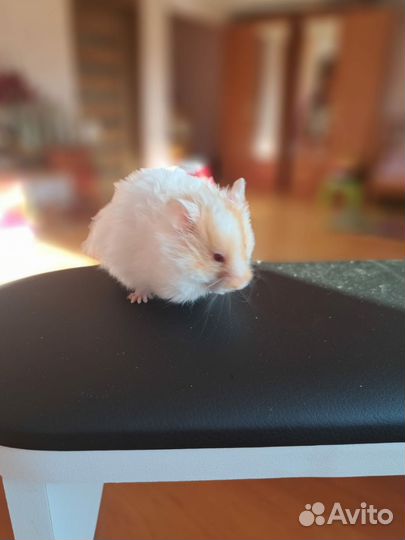 Сирийский хомяк