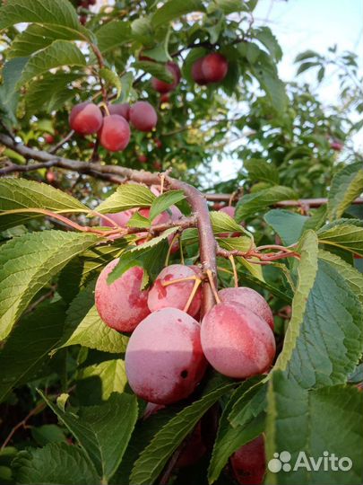 Слива уссурийская