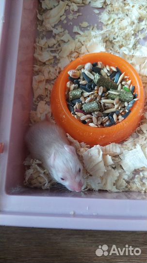 Хомяк бесплатно