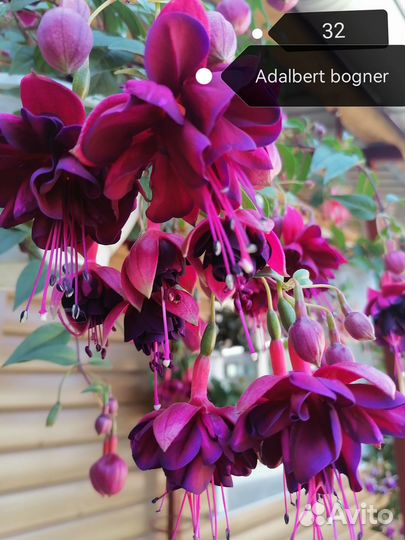 Сортовые фуксии