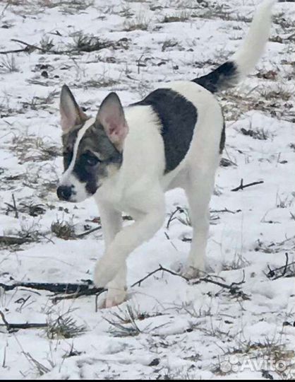 Отдам бесплатно щенки