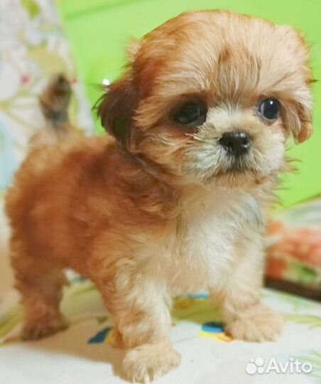 Мальтипу мини