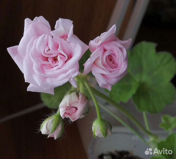 Пеларгония сортовая Millfield Rose