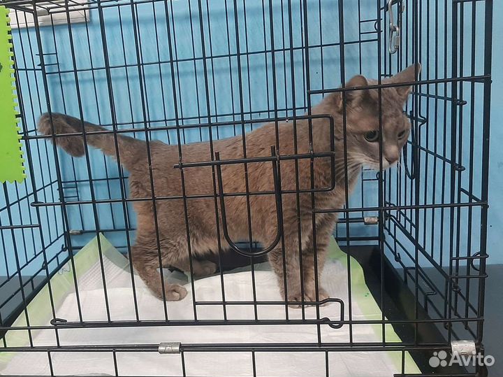 Без шанса на спасение