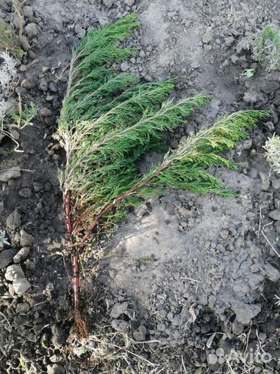 Лаванда кусты