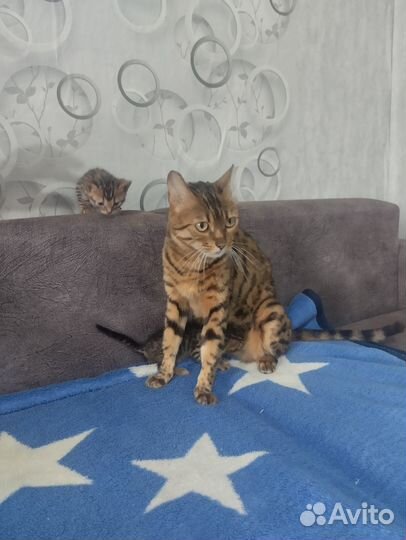 Бенгальские котята