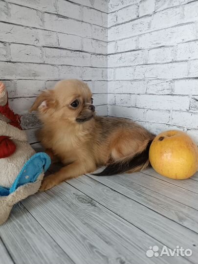 Продана.Мини девочка