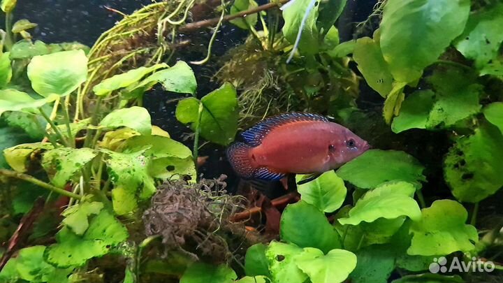 Цитроновая цихлазома и Хаплохромис Джексона